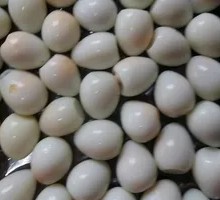 Quail Egg