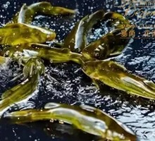 Yellow Croaker