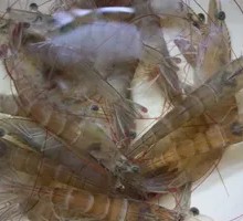 Live Shrimp