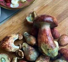 Wild Boletus