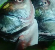 Fresh White Crucian Carp Head