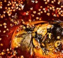 Premium Fish Head