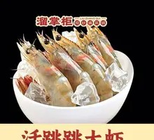 Live Jumping Shrimp