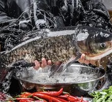Deep-water Bighead Carp