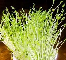Well Water Bean Sprouts