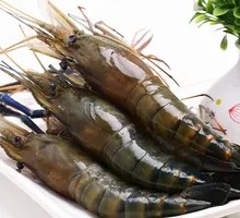 Fresh Macrobrachium rosenbergii