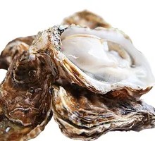 Fresh Oysters
