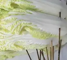 Bok choy