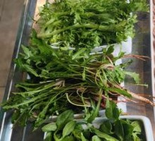 Panax notoginseng leaf