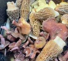 Milk Lactarius Mushroom