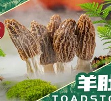 Morel Mushroom