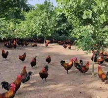 Fresh Local Chicken