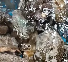 Abalone