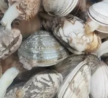 Sand-free Cockles