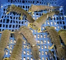 Live Crawfish