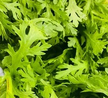 Chinese chrysanthemum greens