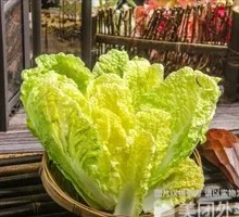 Napa cabbage
