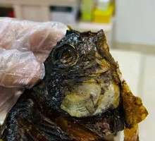 Torn Quail