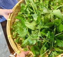 Wild Vegetables
