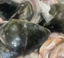 Qian Fish