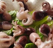 Baby Octopus