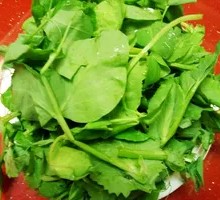 Bean Sprout Greens