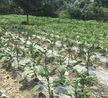 Seasonal Vegetables
