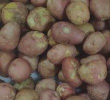 Potato