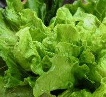Lettuce