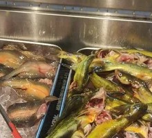 Yellow Croaker