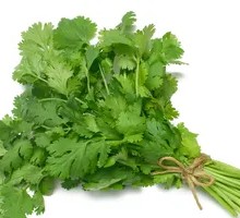 Cilantro