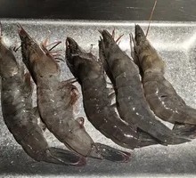 Live Shrimp