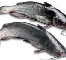 Qian Fish