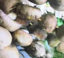 Shiitake Mushroom