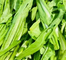 Oilseed lettuce