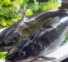 Qian Fish