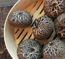 Mushroom Dumpling