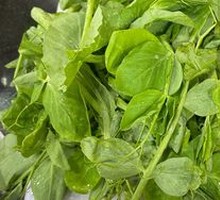 Pea Shoots