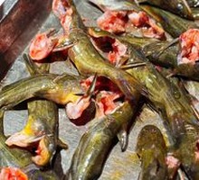Yellow Catfish