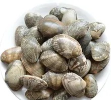Fresh Large Clams