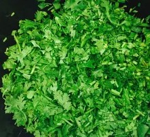 Cilantro