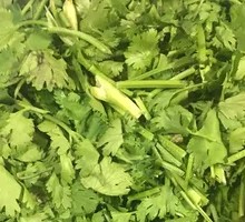 Cilantro
