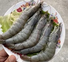 South American Big Shrimp