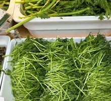 Mung Bean Sprouts