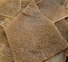 Tripe