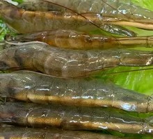 Fresh Shrimp