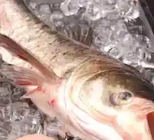 Qian Dao Lake Black Backpack Head Fish