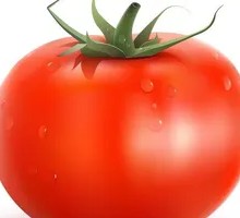 Tomato