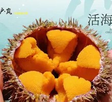 Live Sea Urchin