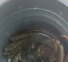 Crab